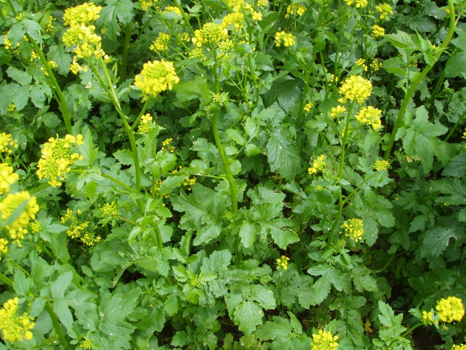 Sinapis Alba горчица белая