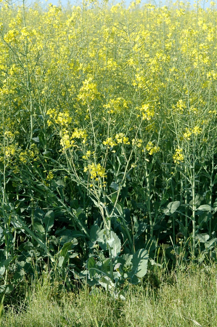 Горчица белая (Sinapis Alba l.)