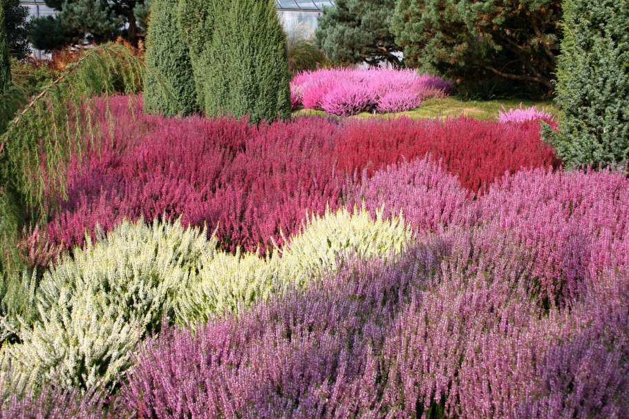 Вереск Calluna Erica