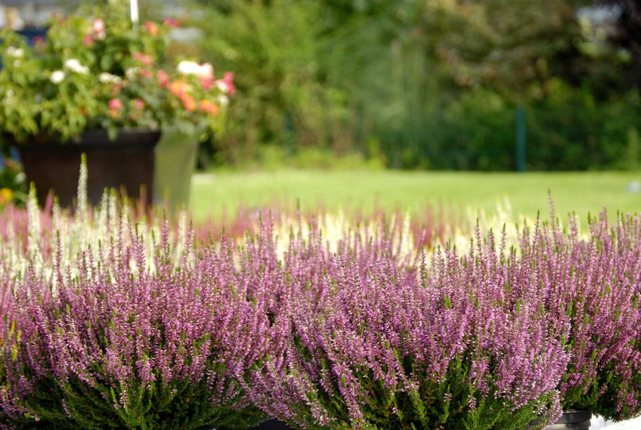 Вереск обыкновенный Carmen