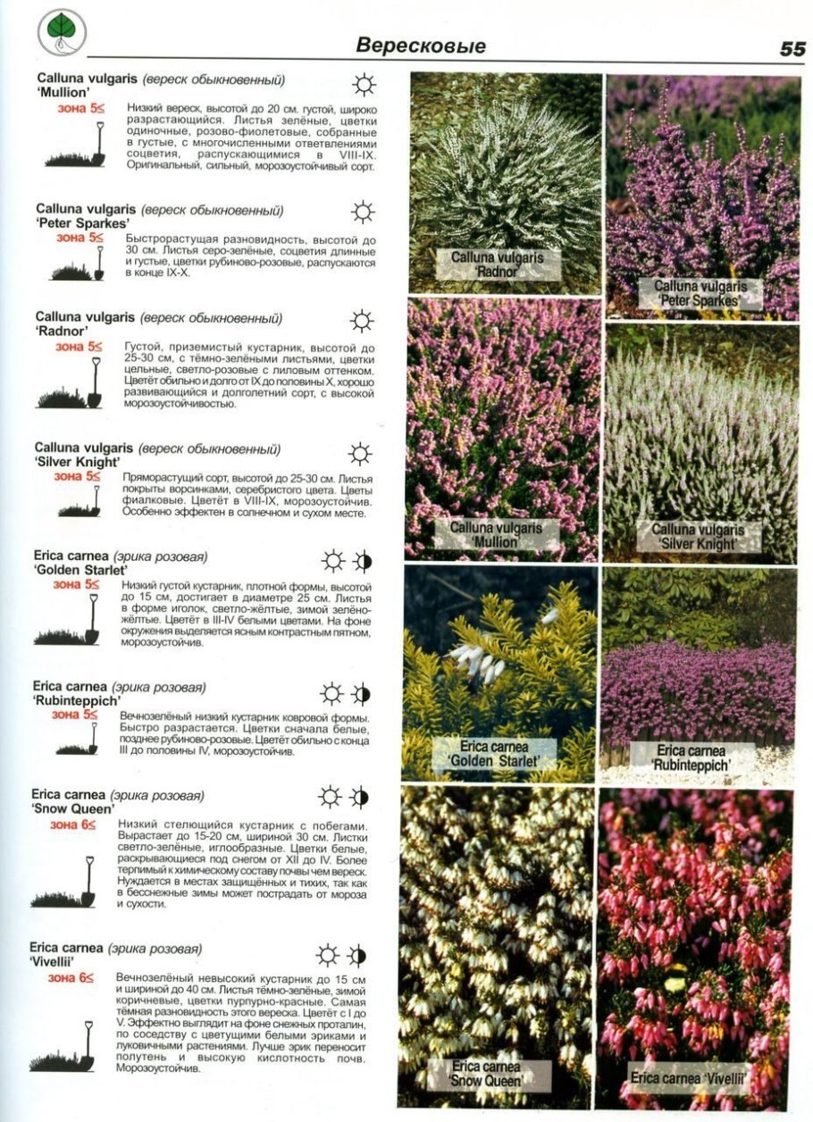 Вереск кислотность почвы