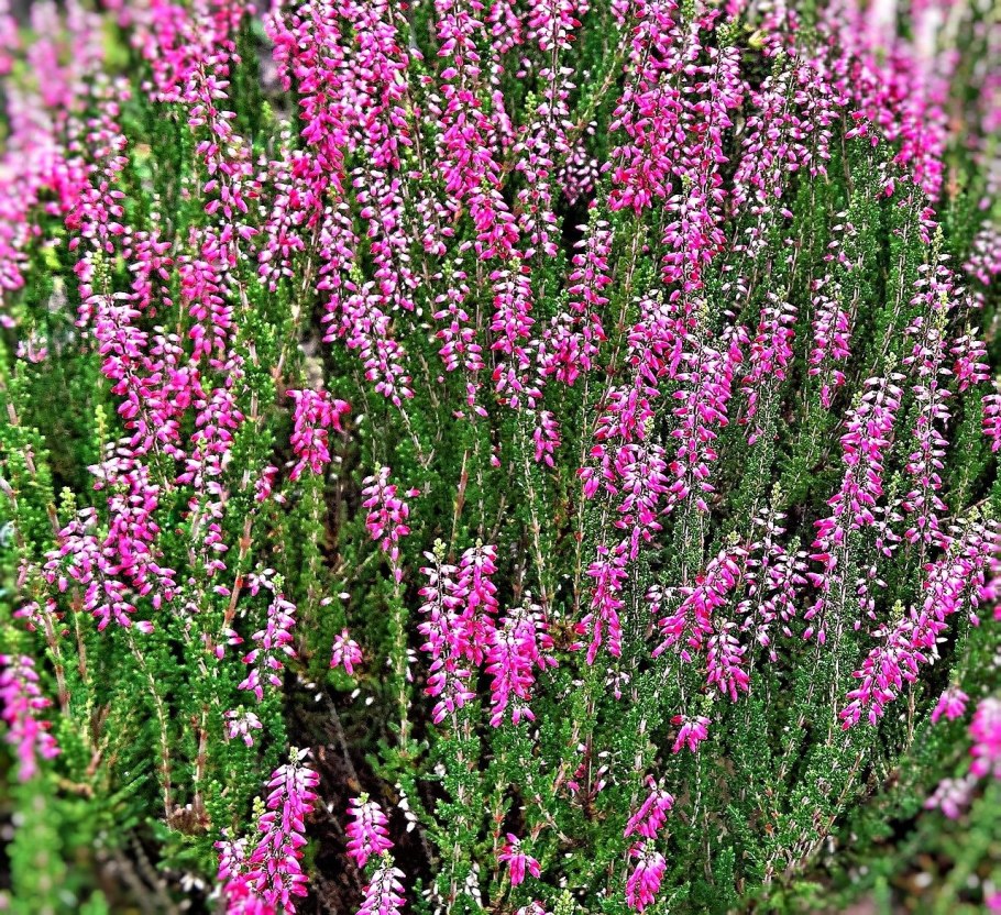 Каллуна Эрика