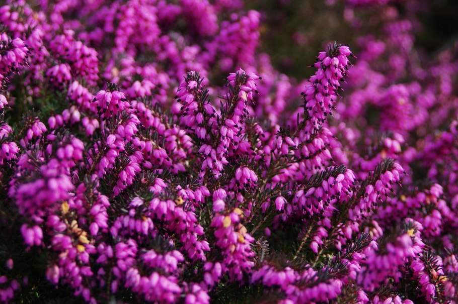 Вереск обыкновенный (Calluna vulgaris)