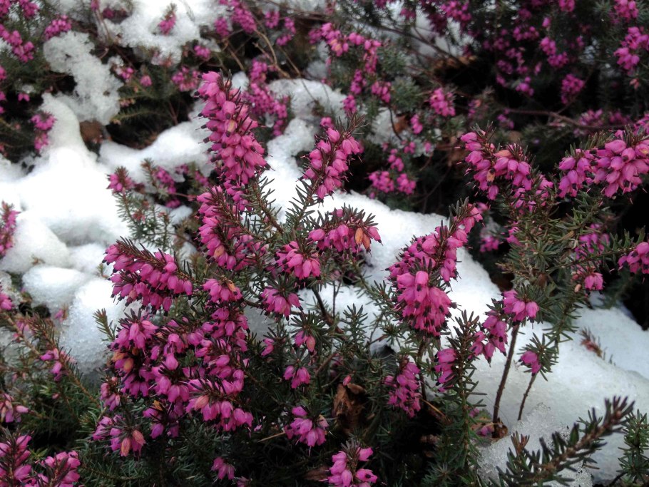 Erica carnea растение