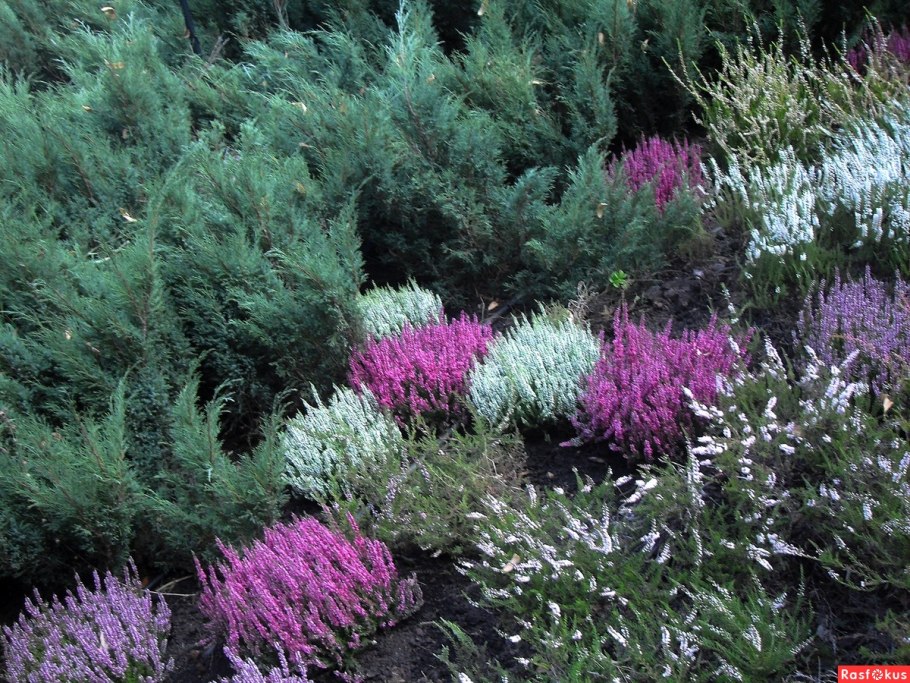 Статице Вересковый сад