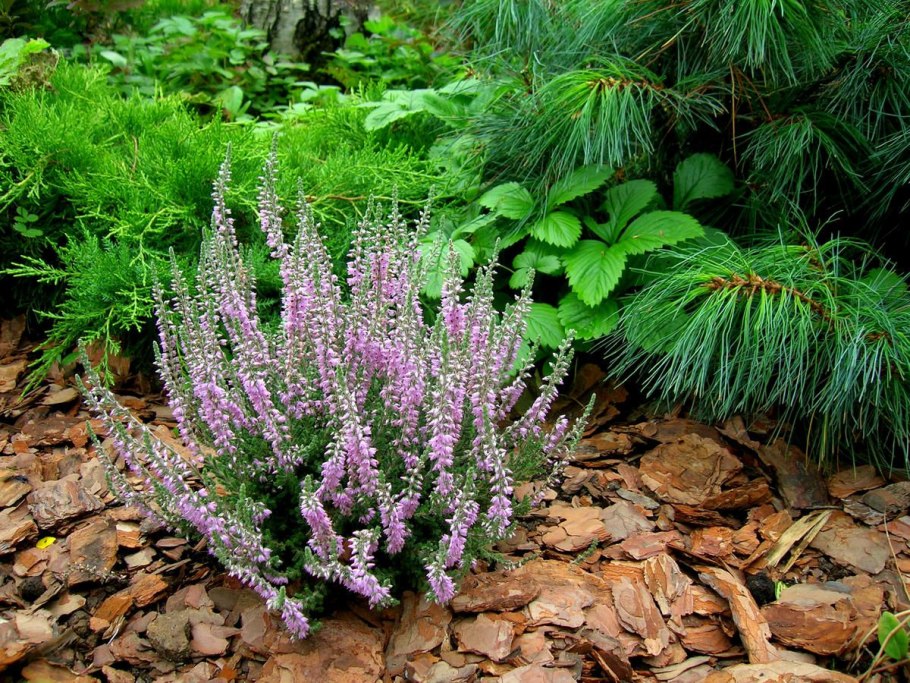 Вереск хвойный кустарник