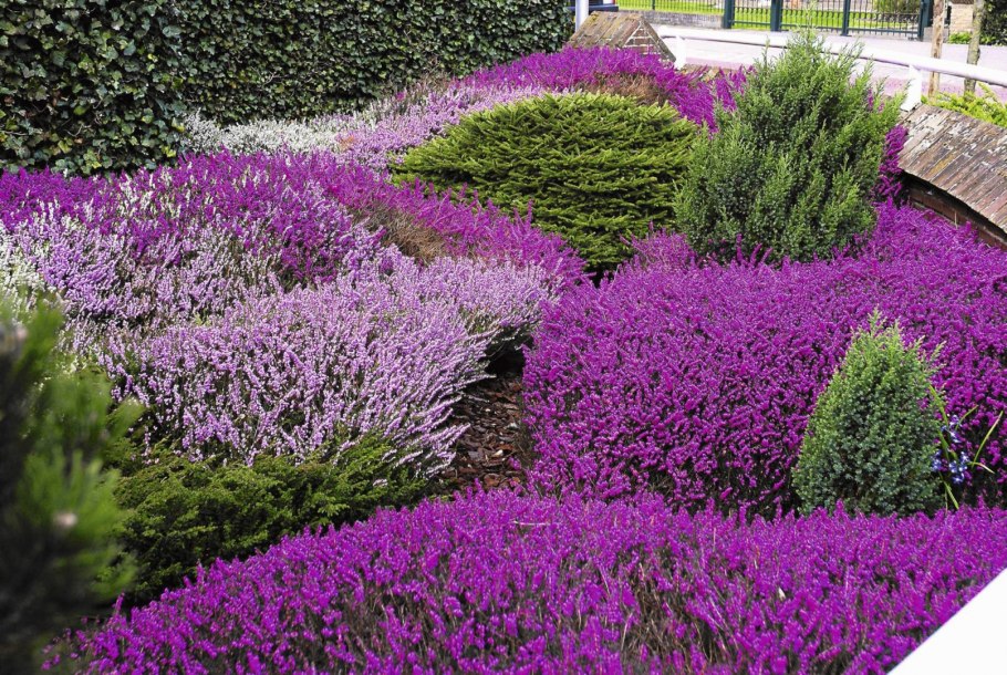 Вереск вельвет Фэсинейшн