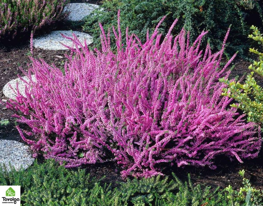 Вереск обыкновенный Элси Пурнелл