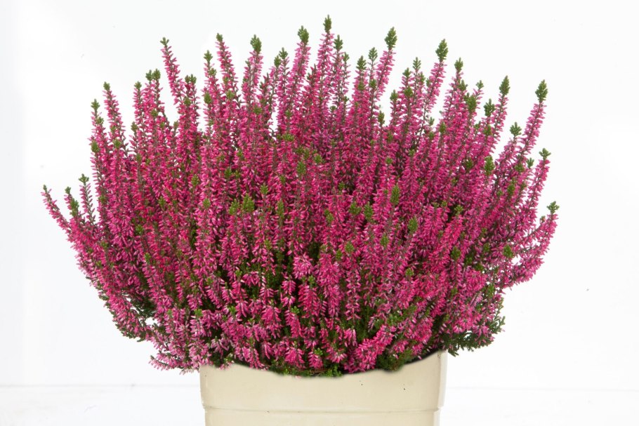 Вереск обыкновенный Elsie Purnell