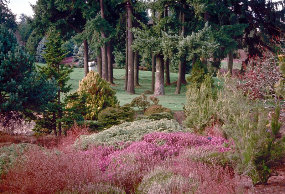 Вереск в Ботаническом саду