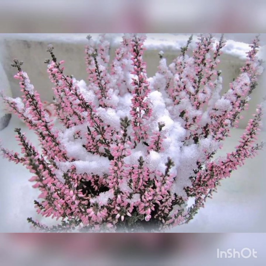 Обыкновенный Вереск зимой