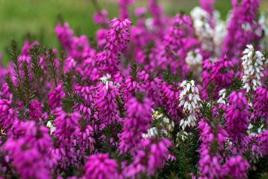 Цветение вереска