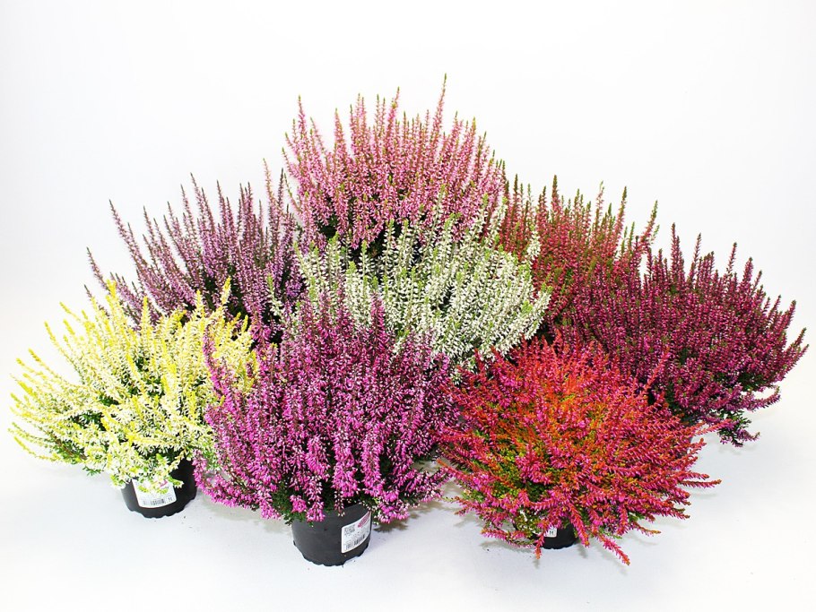 Каллуна / Вереск микс