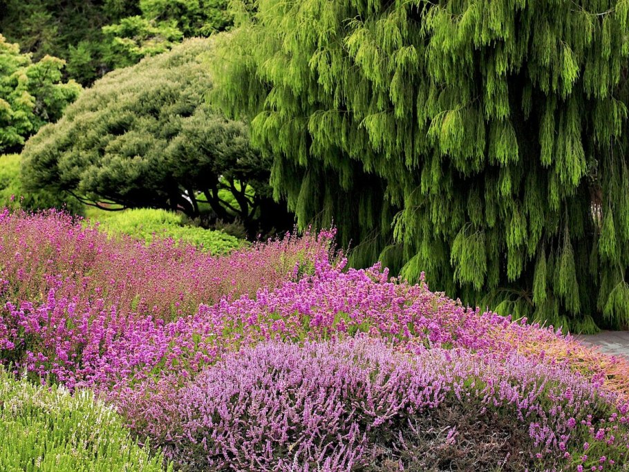 Эрика дарленская в ландшафте