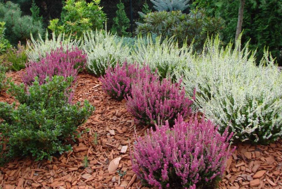 Вереск Сильвер Найт