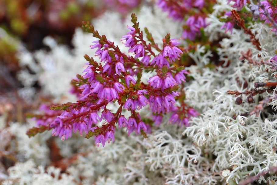 Вереск обыкновенный Аллегро