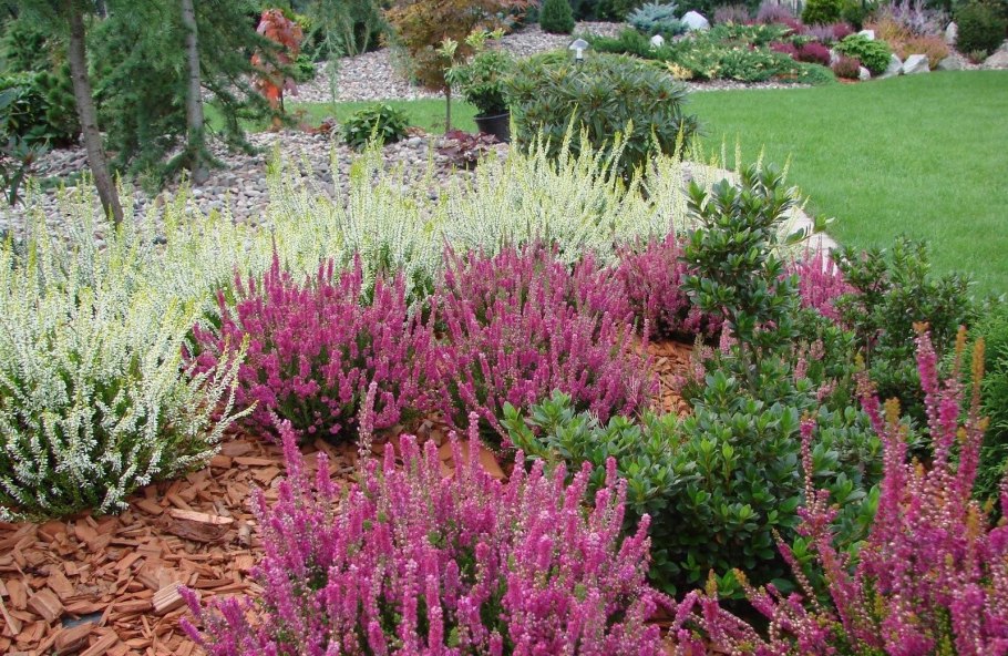 Вереск Peter Sparkes