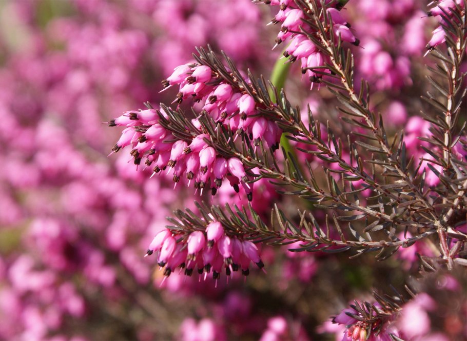 Эрика вечнозеленый кустарник