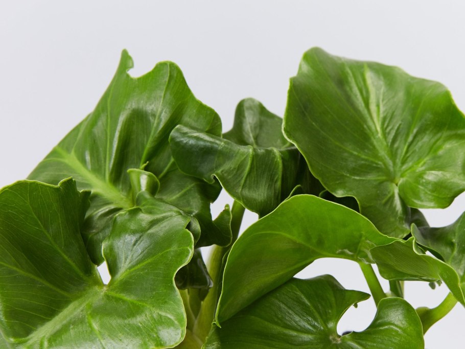 Филодендрон атом