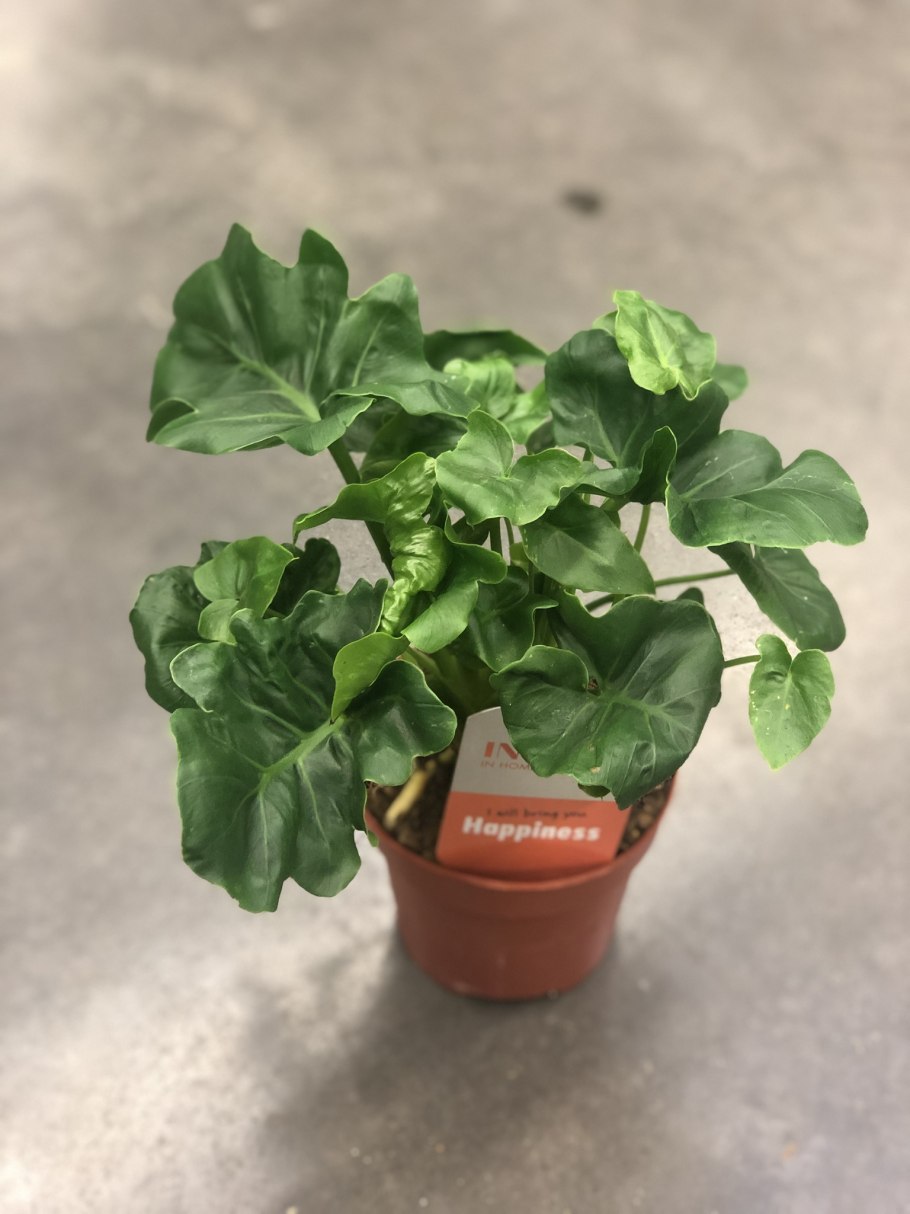 Филодендрон атом