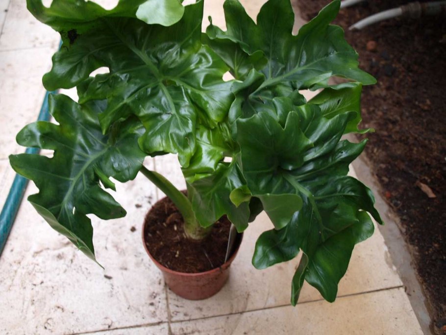 Филодендрон Селло атом