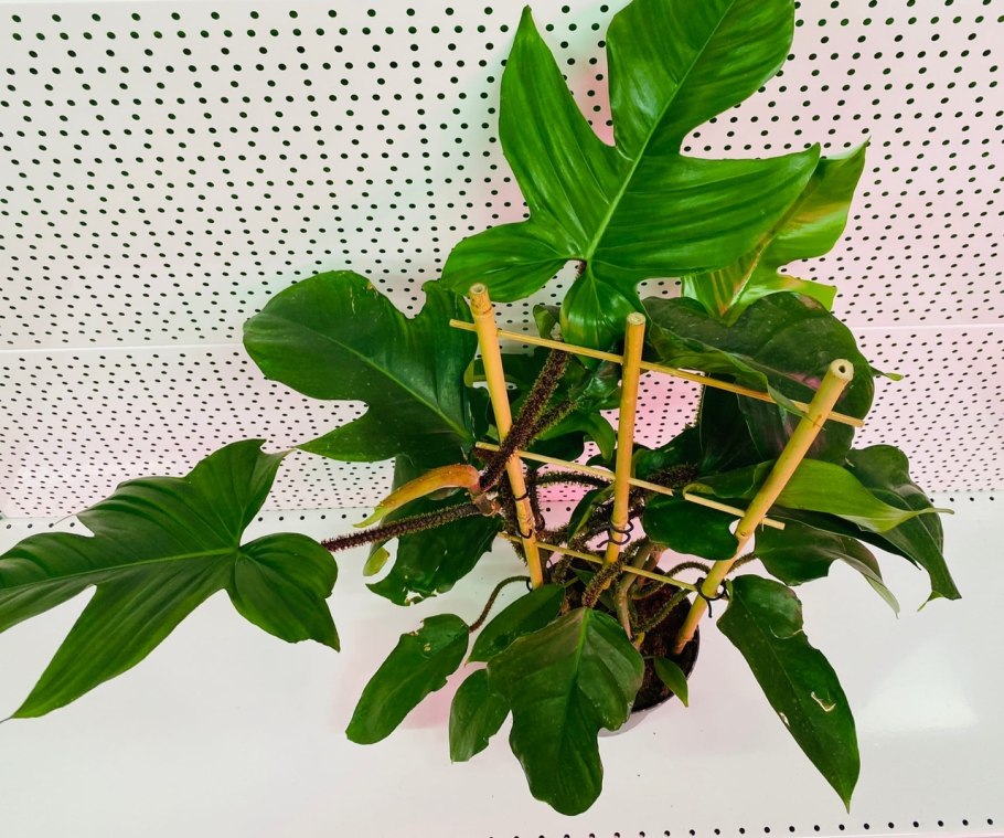 Филодендрон Ругозум