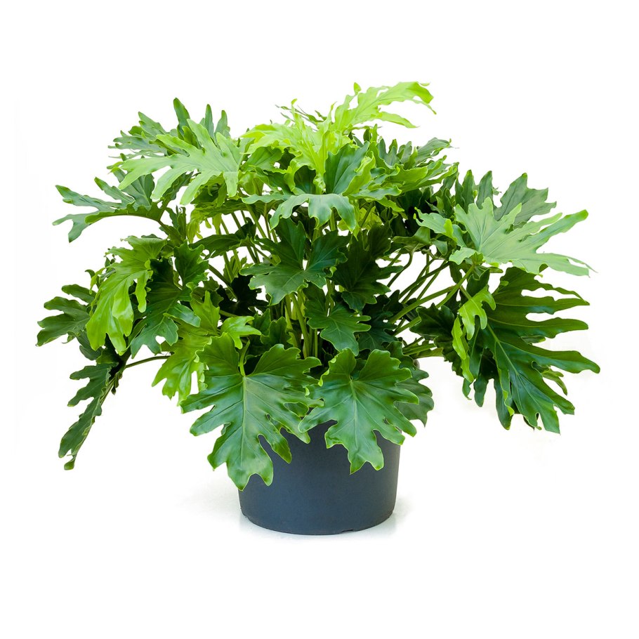 Филодендрон т31