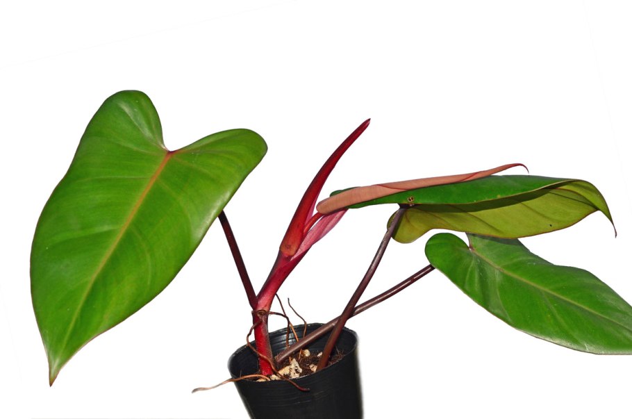 Филодендрон Селло