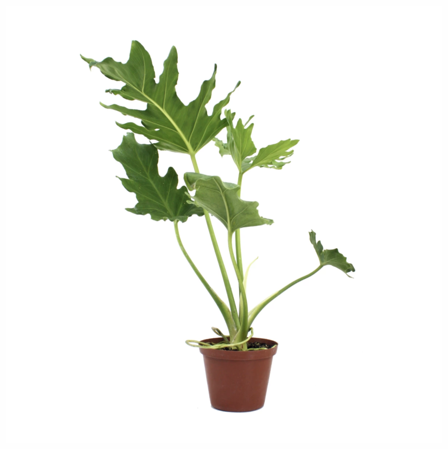 Филодендрон лацерум