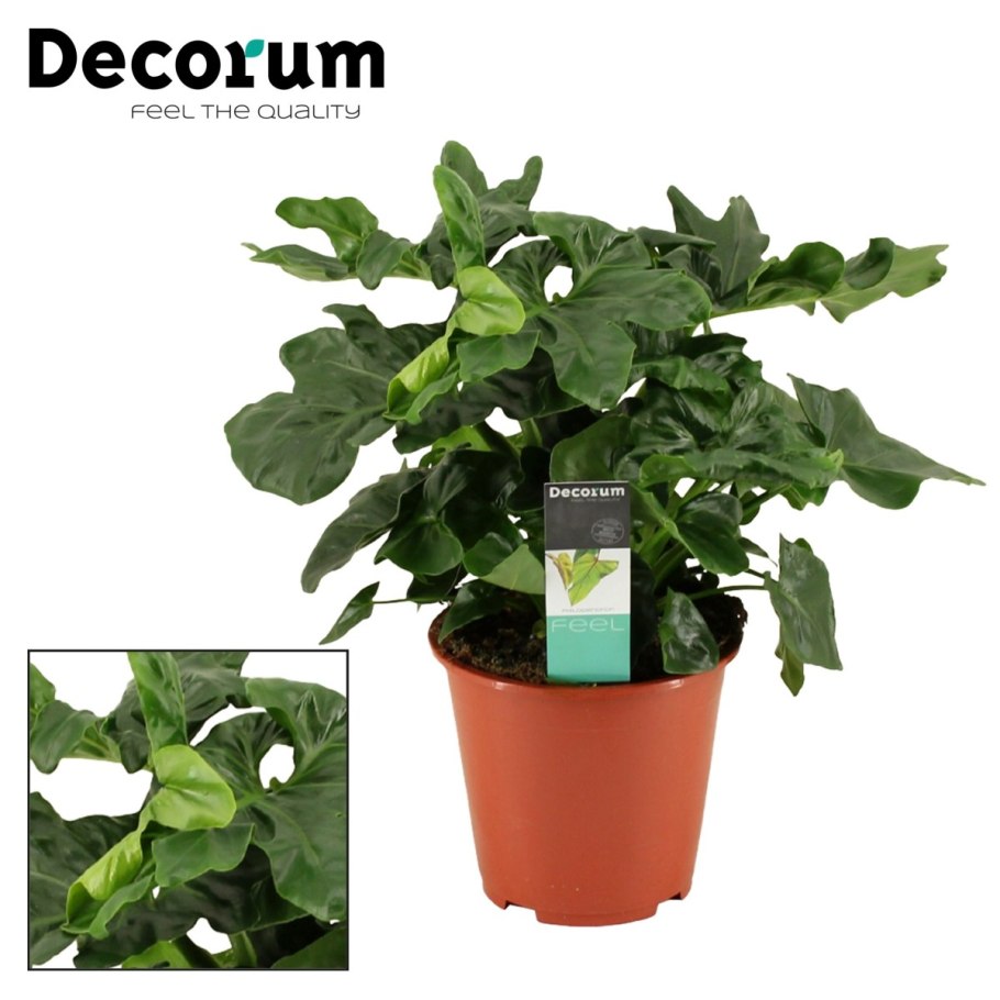 Филодендрон атом