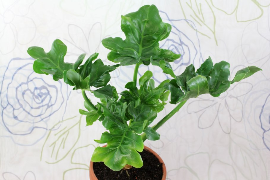 Филодендрон бипиннатифидум