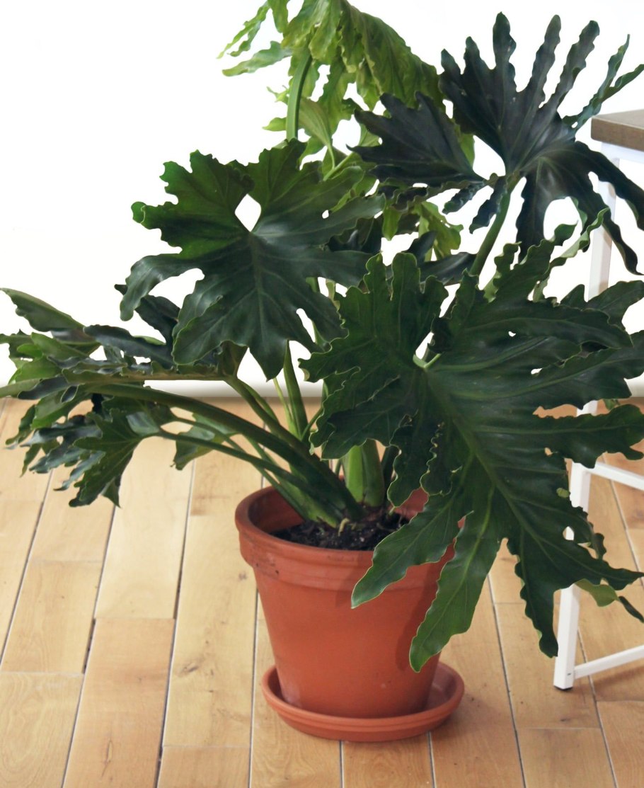 Филодендрон трофи