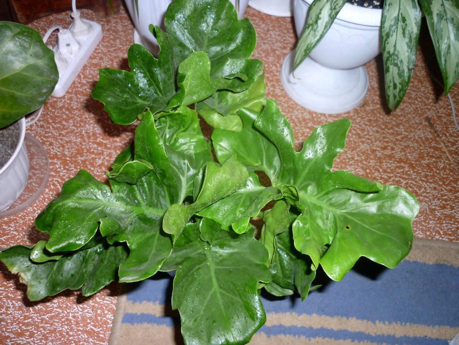 Филодендрон литол Хооп