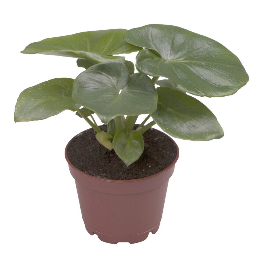 Филодендрон Селло