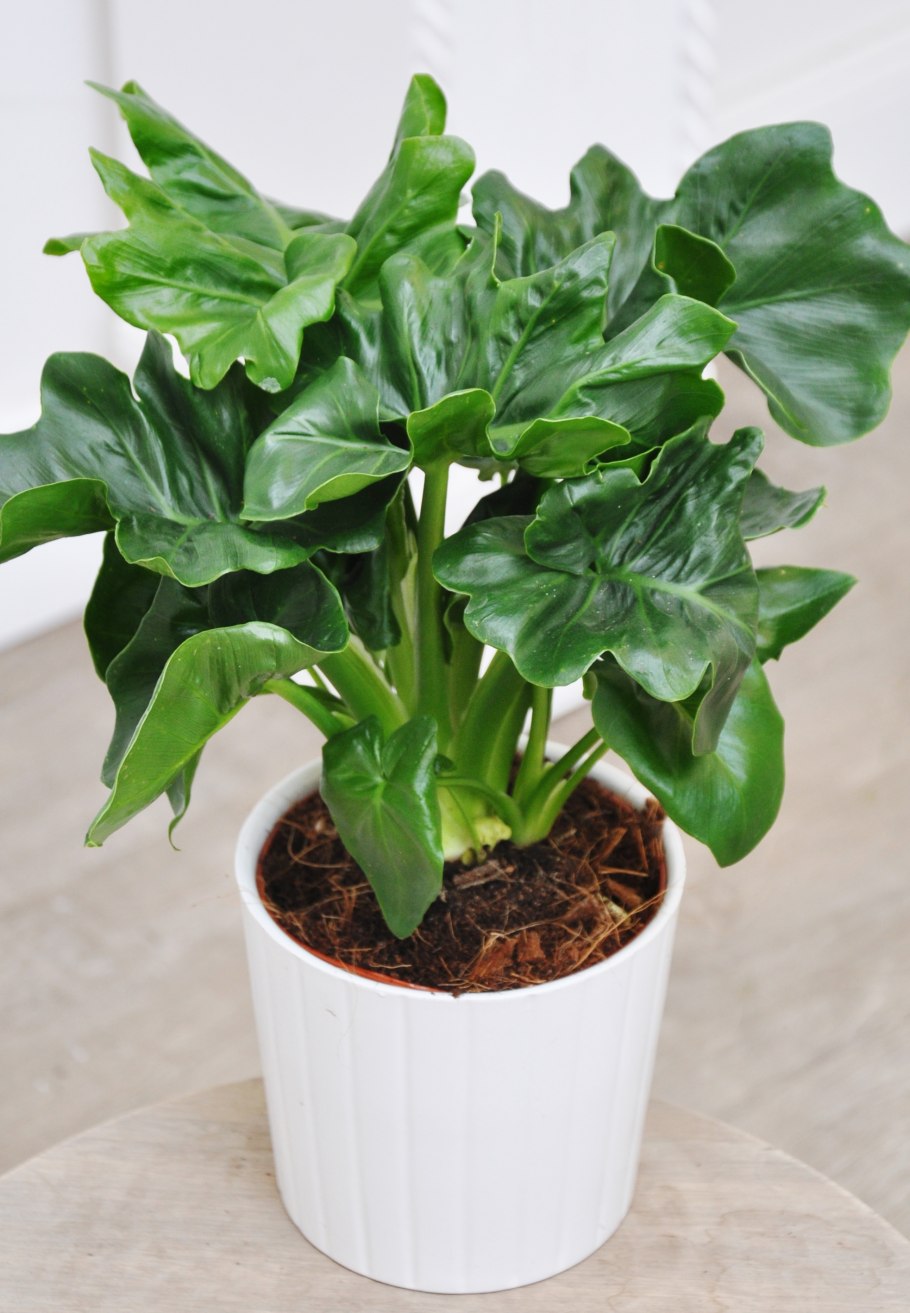 Филодендрон Хоуп