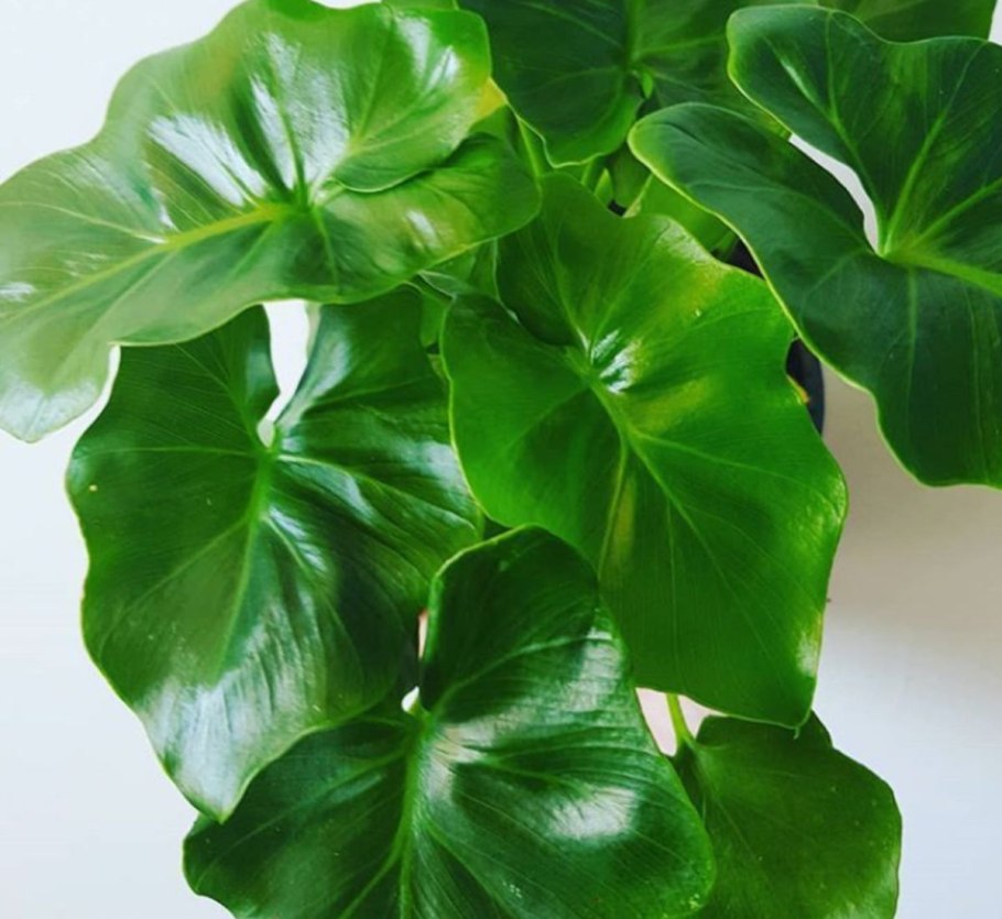 Филодендрон Селло атом