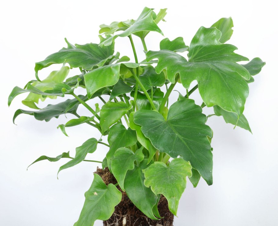 Филодендрон атом цветок