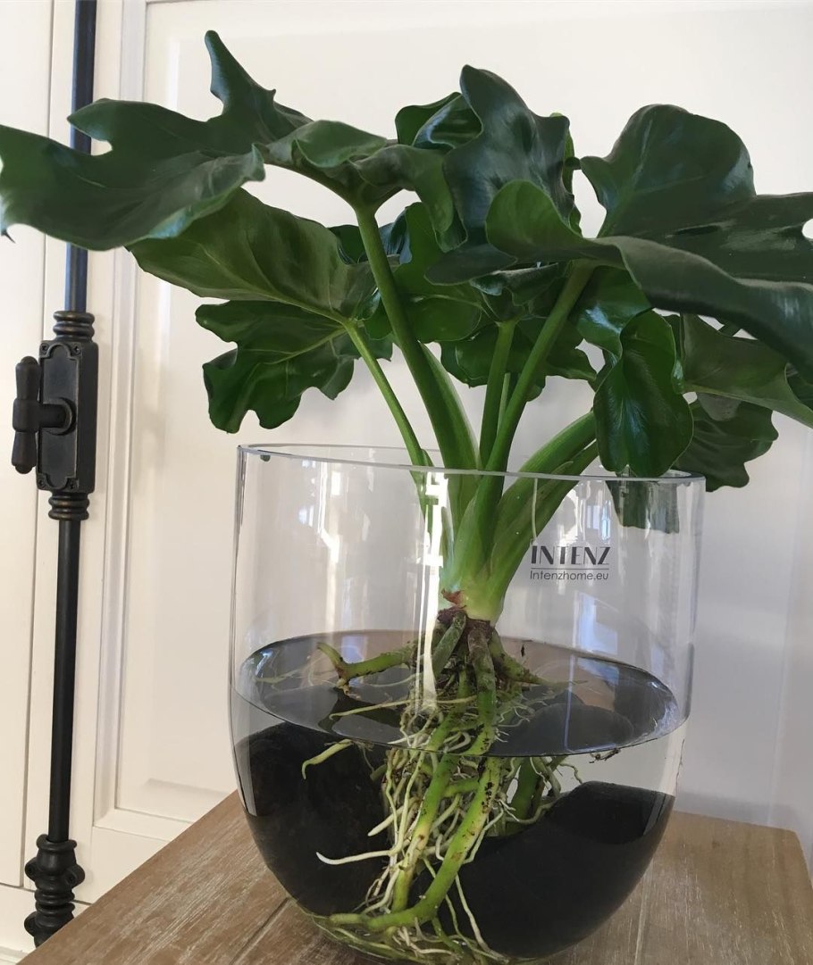 Филодендрон лацерум