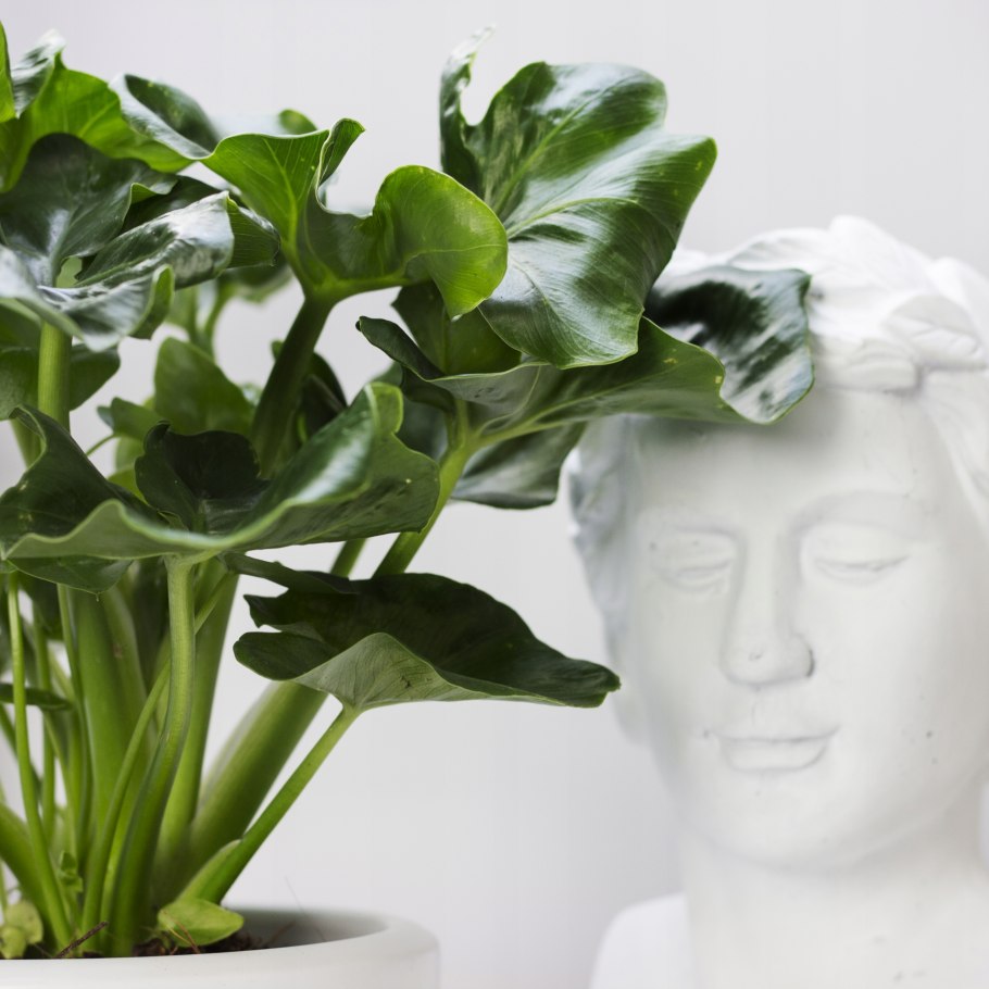 Филодендрон Шангри