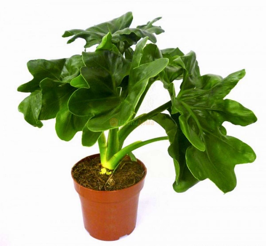 Филодендрон Onyx