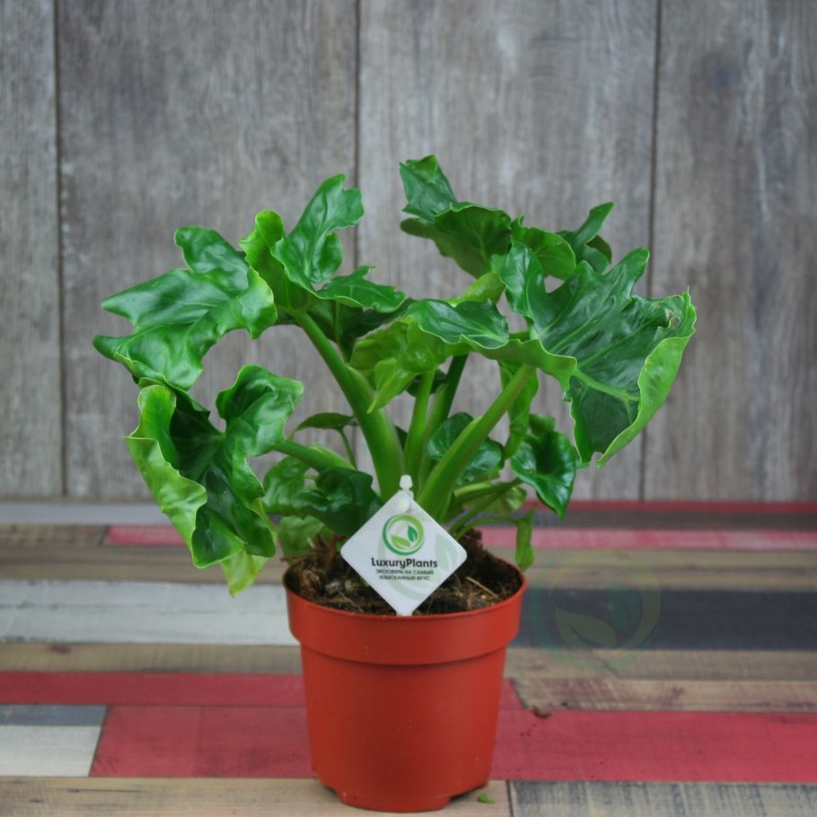 Филодендрон атом