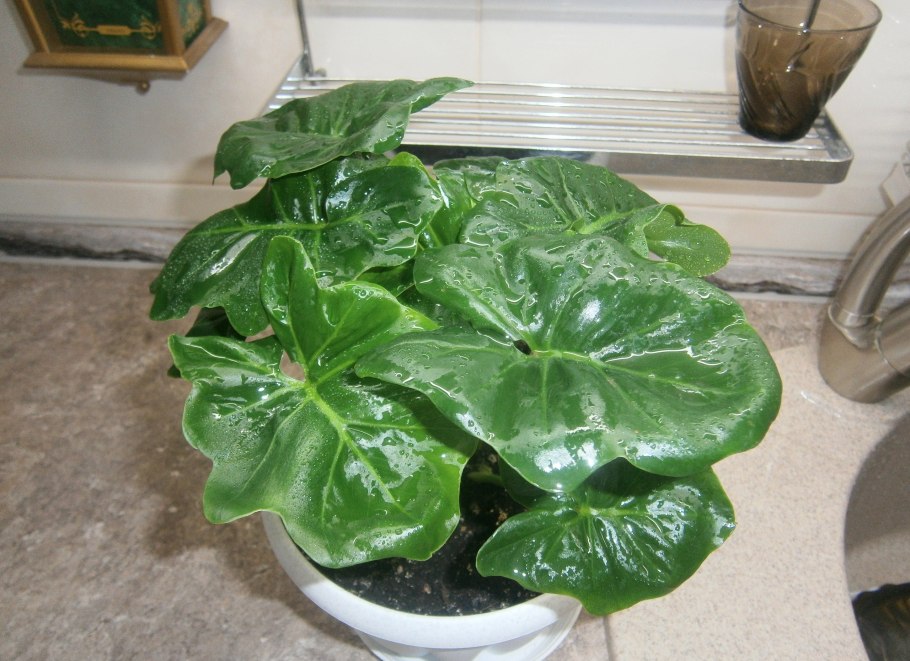 Филодендрон атом