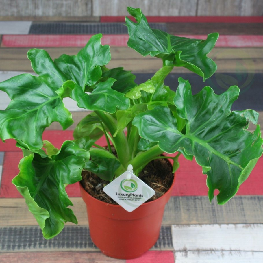 Филодендрон Atom