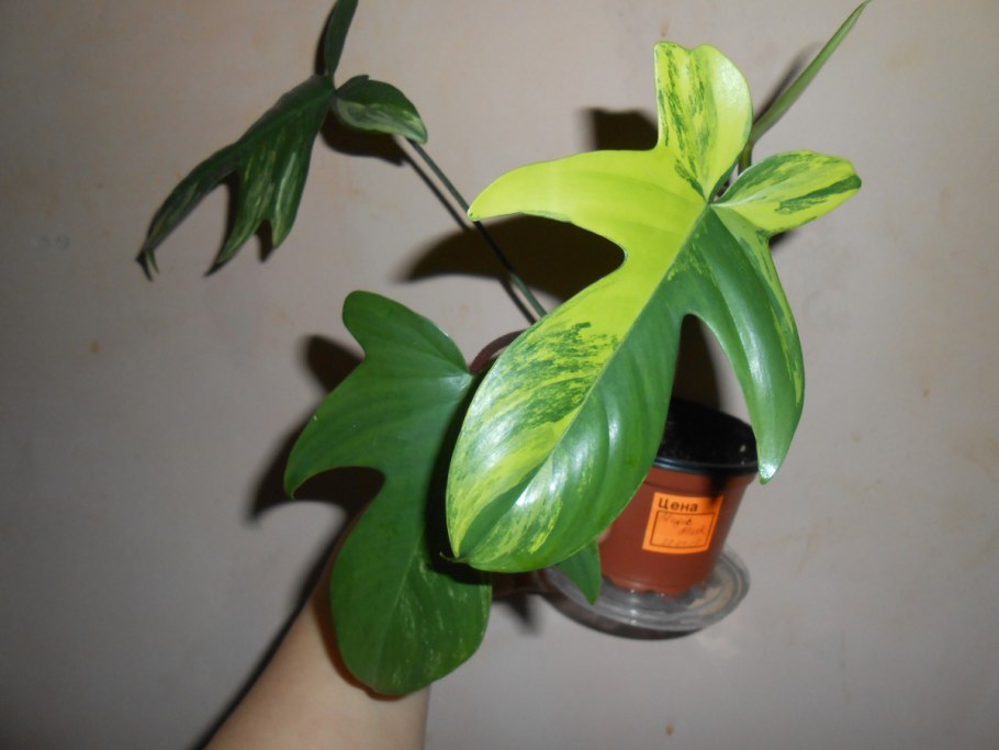 Филодендрон мартинианум