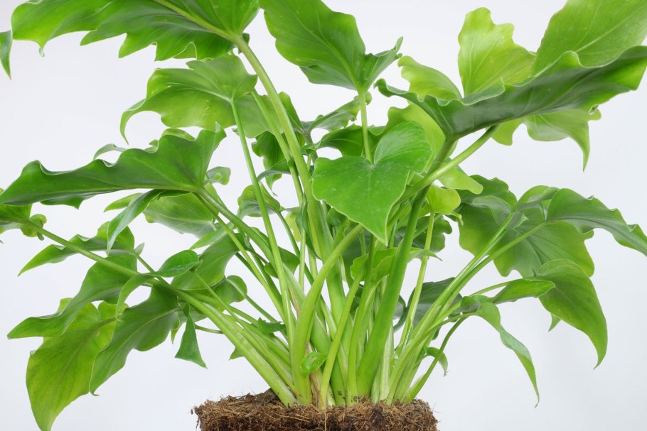 Филодендрон дваждыперистый