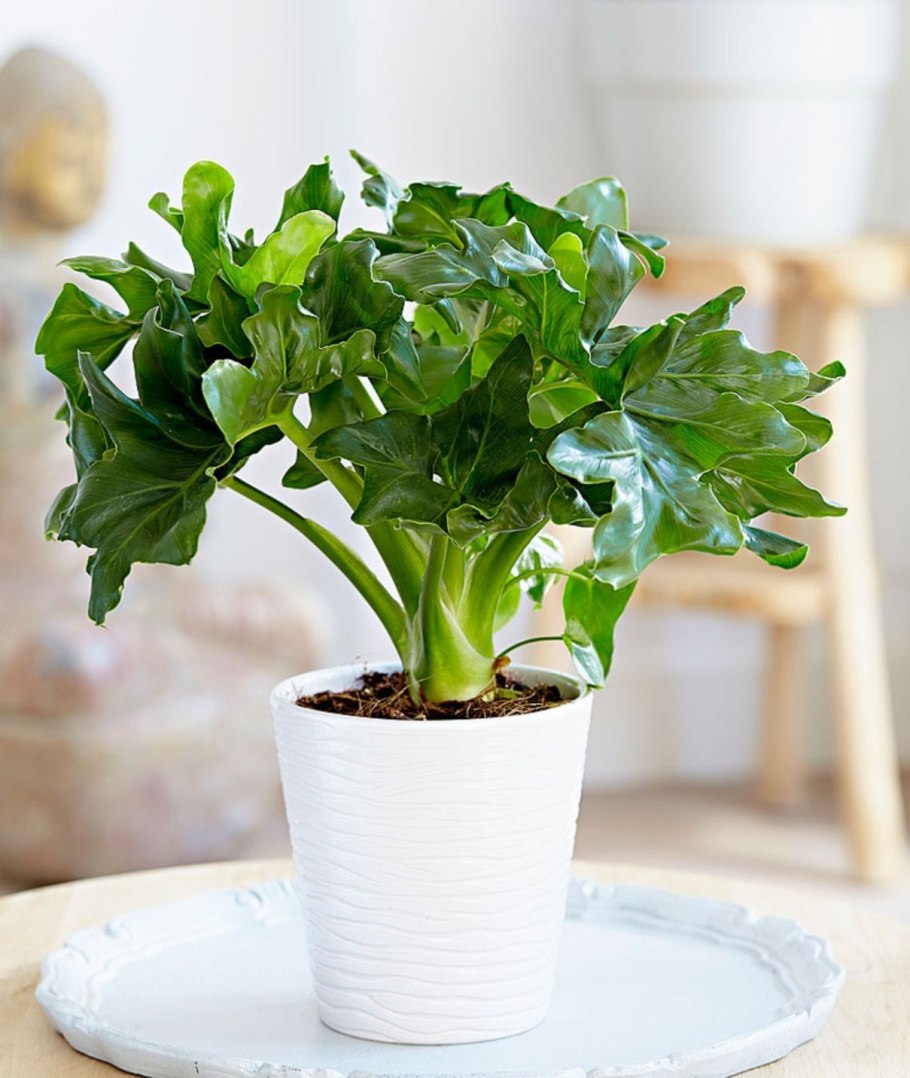 Филодендрон Селло атом