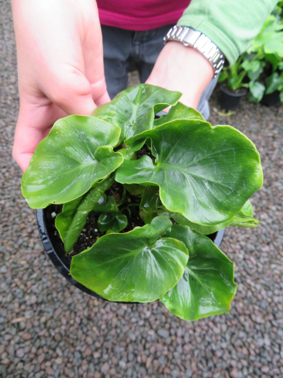 Филодендрон Ксанаду маленькие отростки