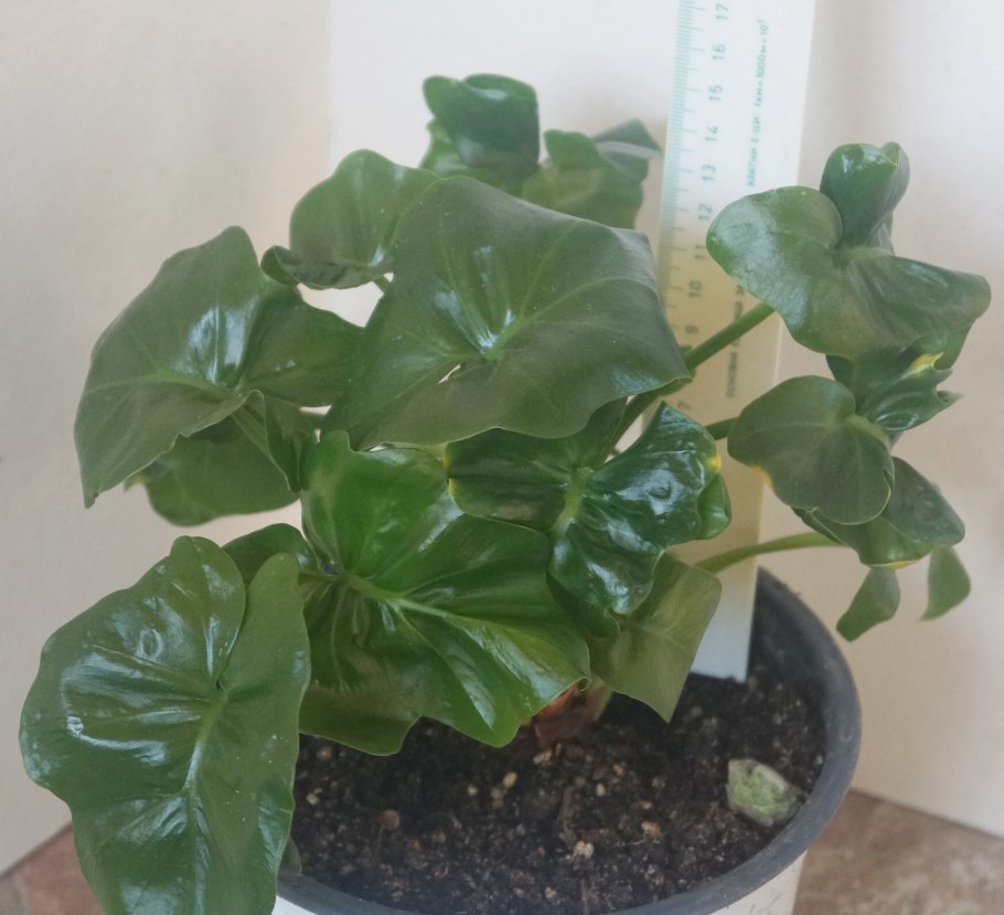 Филодендрон Шангри ла