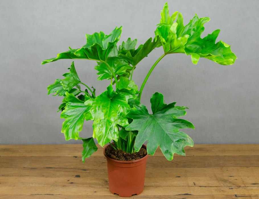 Филодендрон Шангри