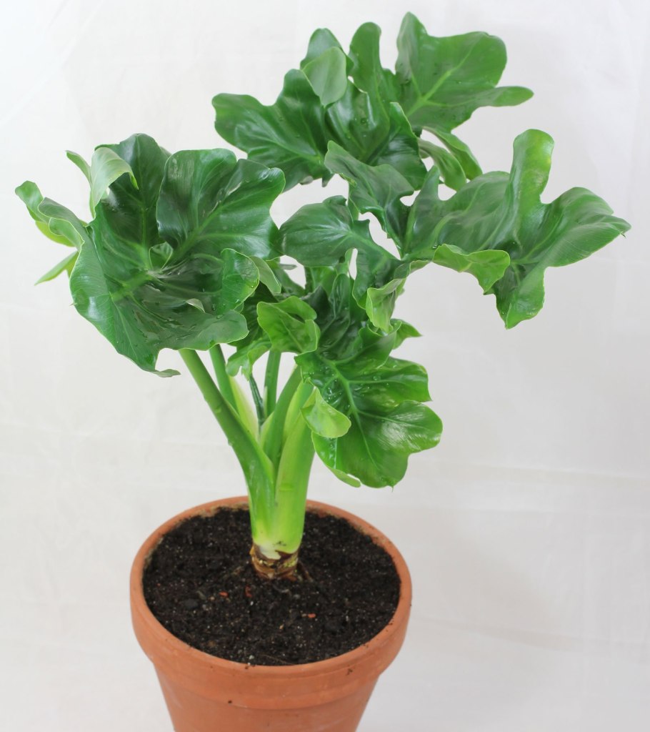 Филодендрон мандаианум